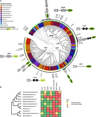 Diversification of LytM Protein Functions in Polar Elongation and Cell Division of Agrobacterium tumefaciens